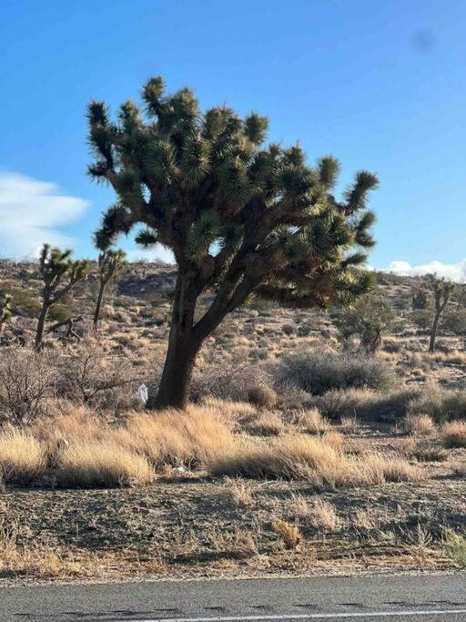 トウェンティナイン・パームズJoshua Tree National Park - Cozy Palms Getawayアパートメント エクステリア 写真